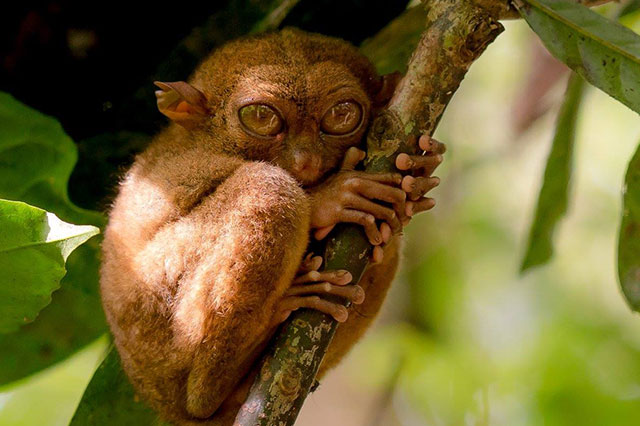 20023902_1533676203319561_8738557216063353690_o