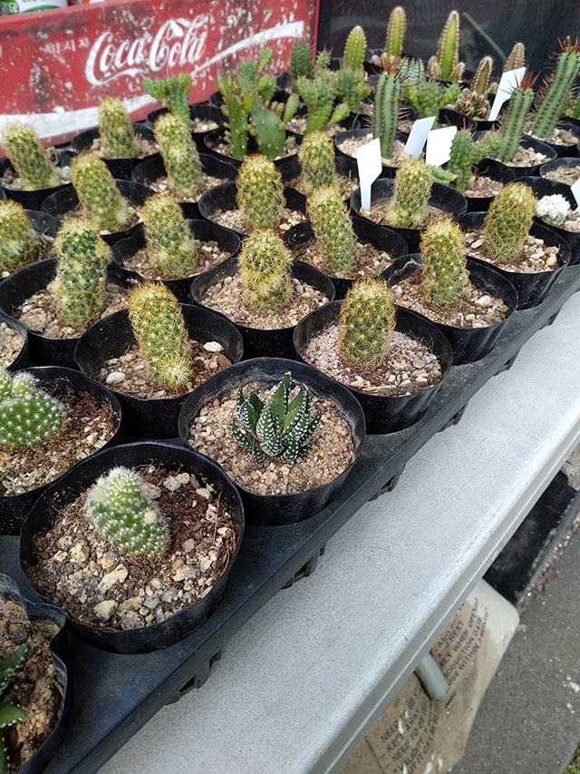 Korea-2018-Seul-Myeongdong-Hongdae-Dongdaemun-Palace-05