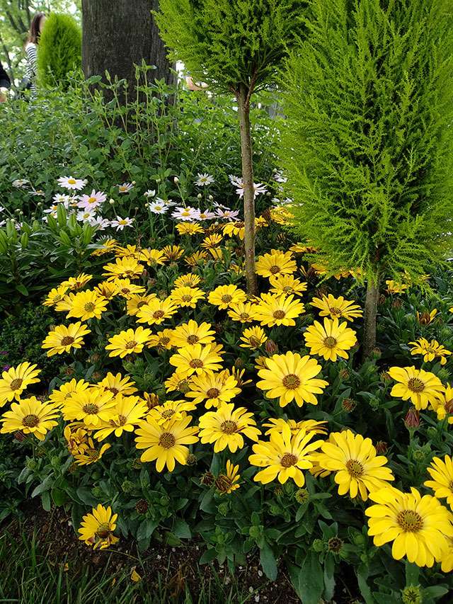 Korea-2018-Seul-Myeongdong-Hongdae-Dongdaemun-Palace-29