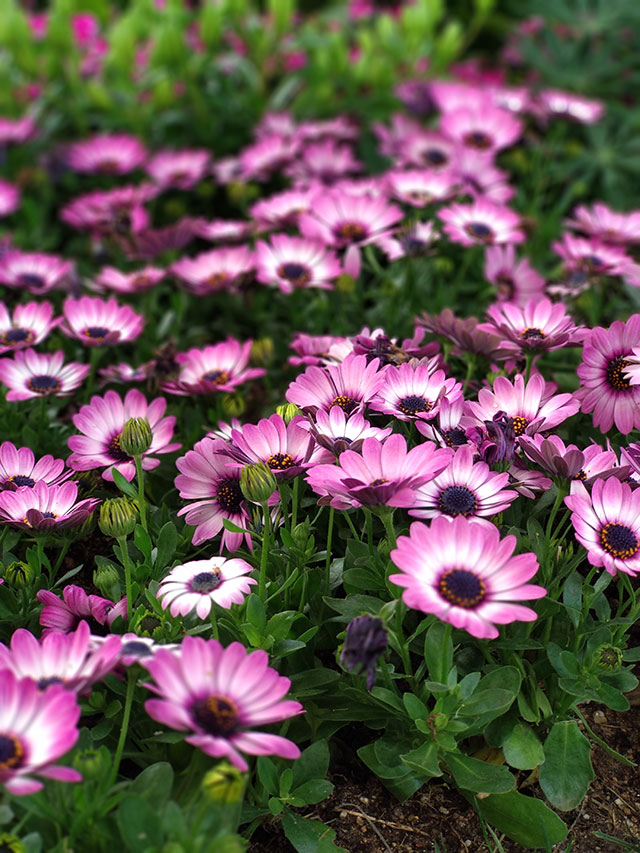 Korea-2018-Seul-Myeongdong-Hongdae-Dongdaemun-Palace-32