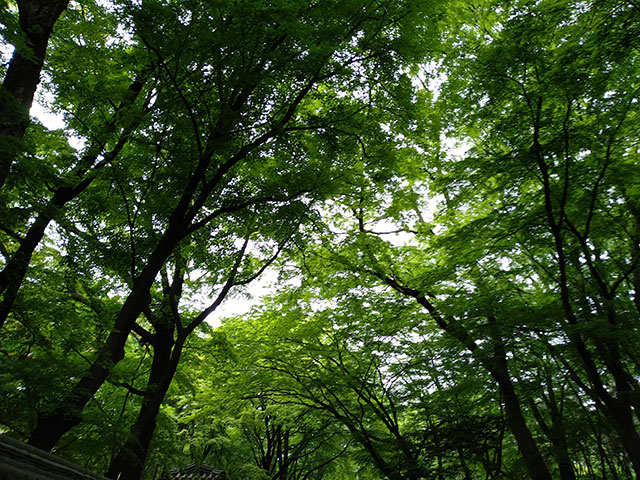 Korea-2018-Seul-Myeongdong-Hongdae-Dongdaemun-Palace-43