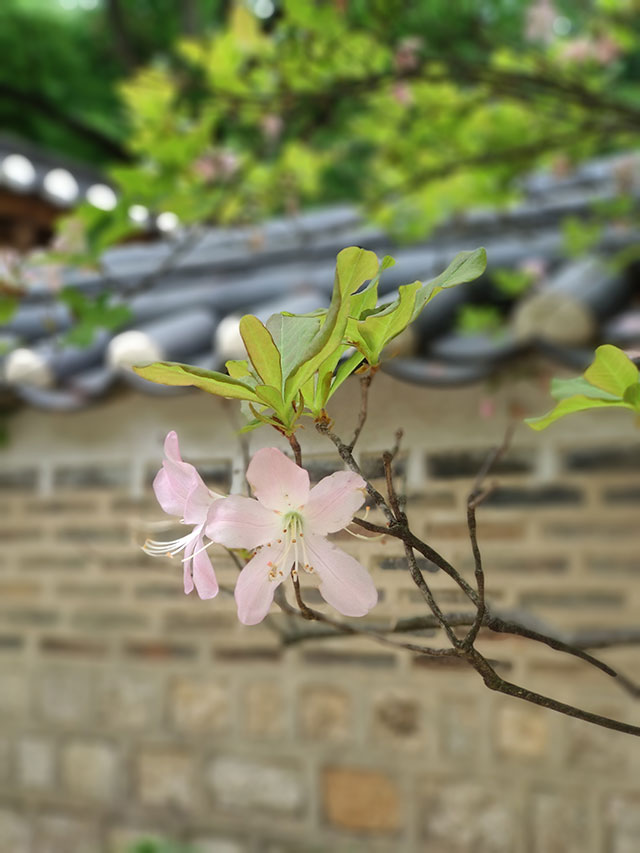 Korea-2018-Seul-Myeongdong-Hongdae-Dongdaemun-Palace-44